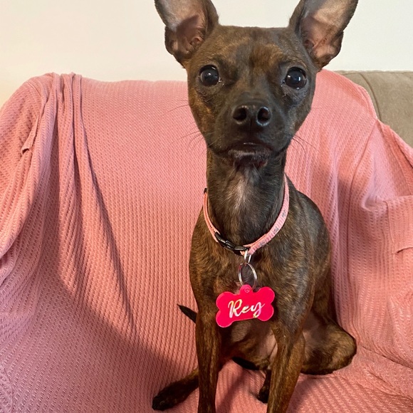 Custom Made Dog Tags - Picture 2 of 3